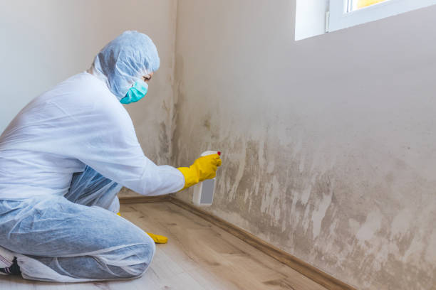 Licensed Black Mold Remediation service in Belleville, IL - 24 Hour Mold Removal