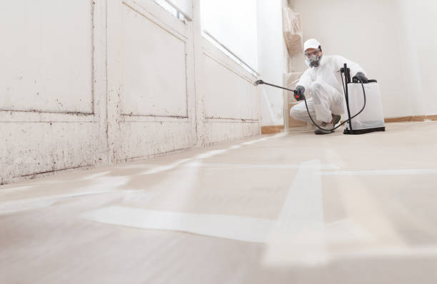 24/7 Emergency Black Mold Remediation experts in Belleville, IL
