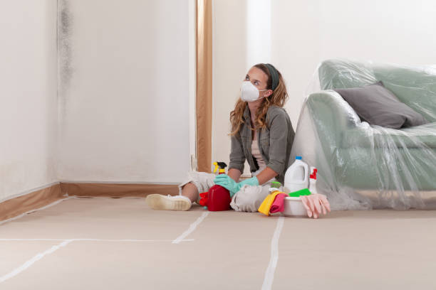 Reliable Black Mold Remediation contractor in Belleville, IL by 24 Hour Mold Removal