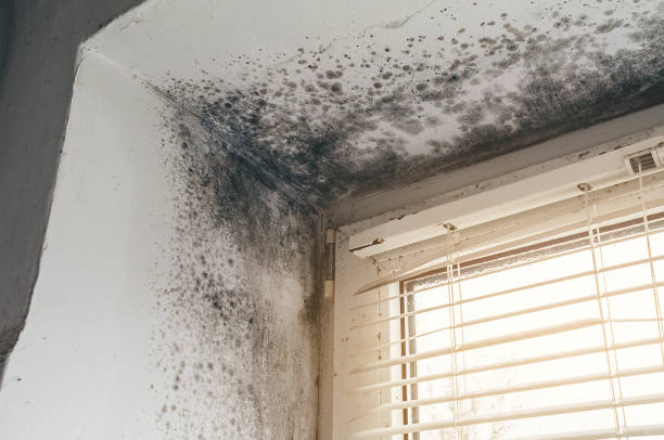 Affordable Black Mold Remediation solutions in Belleville, IL