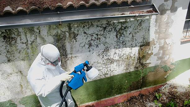 Top rated local Black Mold Remediation specialists in Belleville, IL